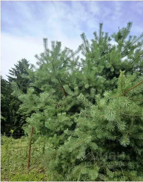 Дом в Калининградская область, Багратионовский муниципальный округ, ... - Фото 2