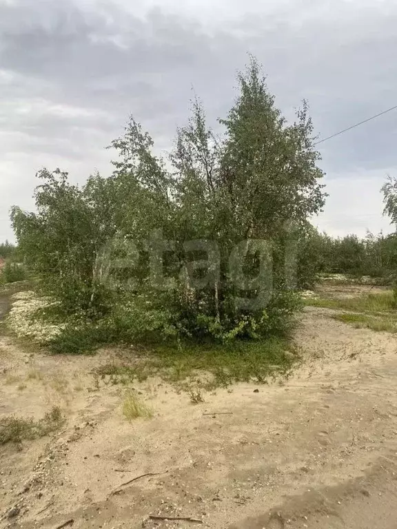 Участок в Ямало-Ненецкий АО, Новый Уренгой Фемида СНТ, ул. 1-я ... - Фото 1