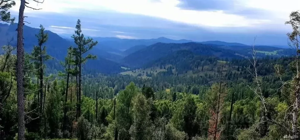 Участок в Алтай, Чемальский район, Элекмонарское с/пос  (7.0 сот.) - Фото 2