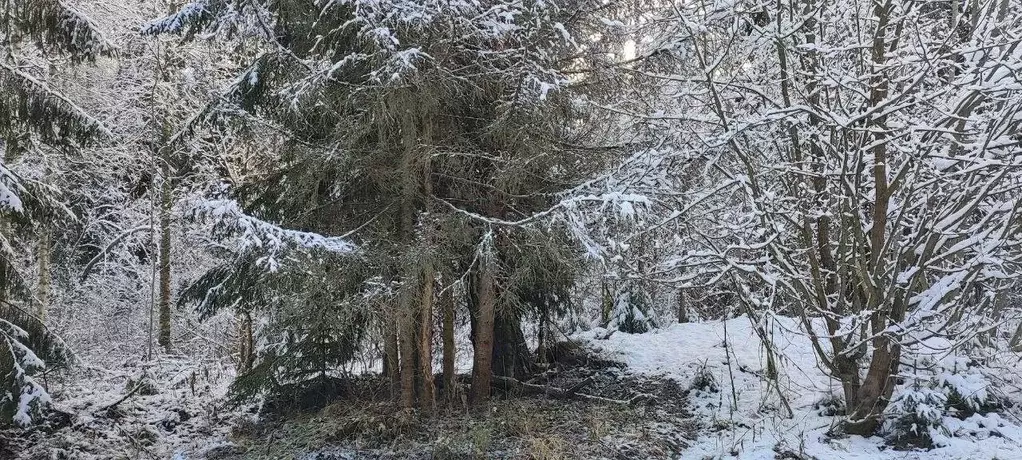 Участок в Московская область, Дмитровский муниципальный округ, д. ... - Фото 2