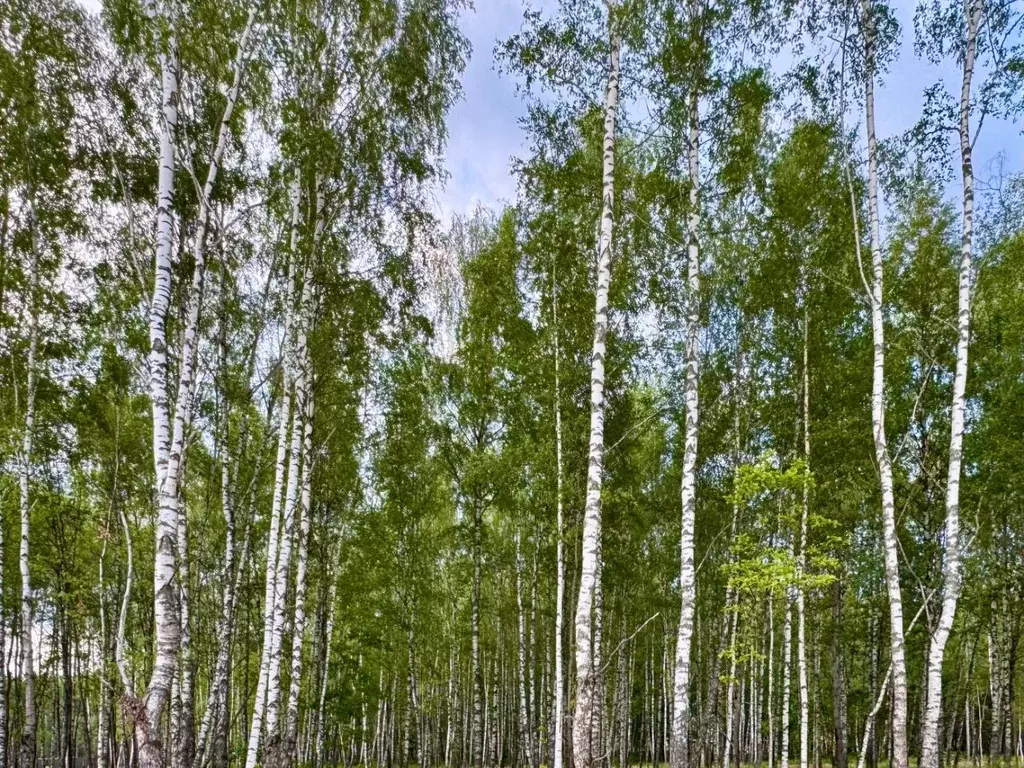 Участок в Московская область, Красногорск городской округ, д. ... - Фото 2