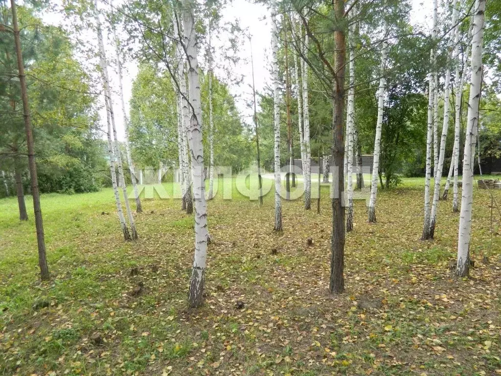 Участок в Новосибирская область, Тогучинский район, Заринка СТ ул. ... - Фото 1