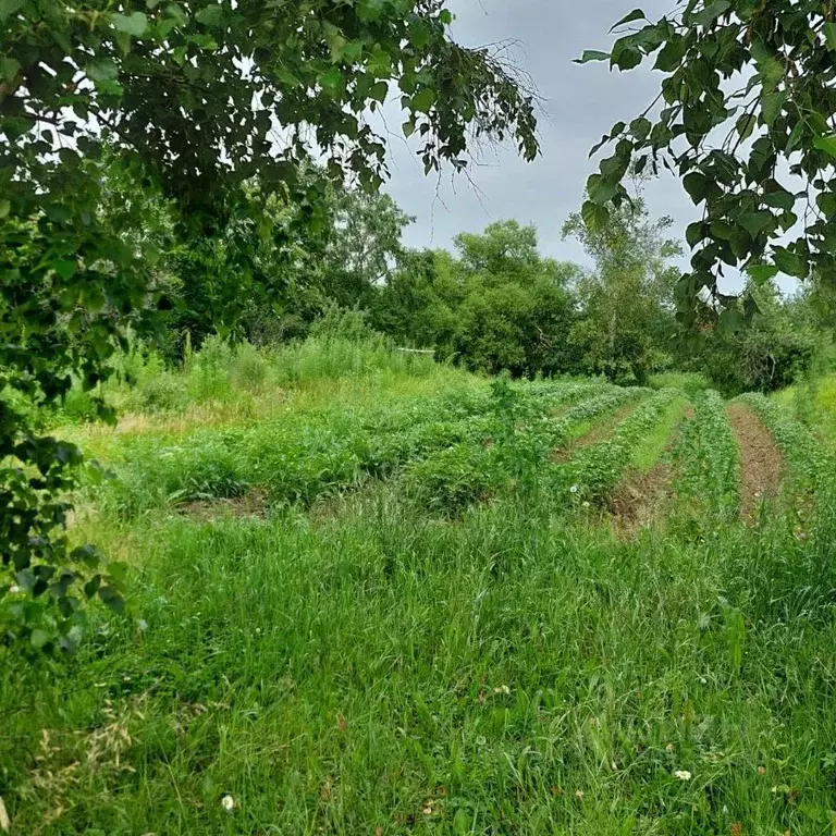 Участок в Хабаровский край, Хабаровский район, с. Дружба  (10.0 сот.) - Фото 1