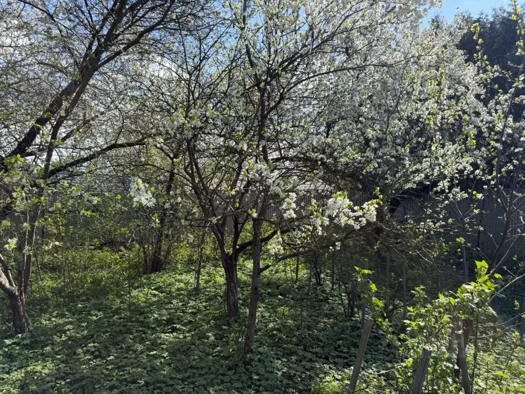 Участок в Московская область, Одинцовский городской округ, д. Лохино ... - Фото 1