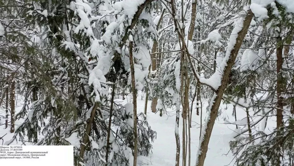 Участок в Московская область, Дмитровский муниципальный округ, Икша ... - Фото 1