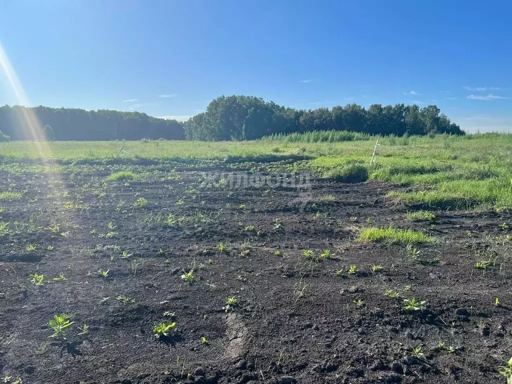 Участок в Новосибирская область, Новосибирский район, Криводановский ... - Фото 0