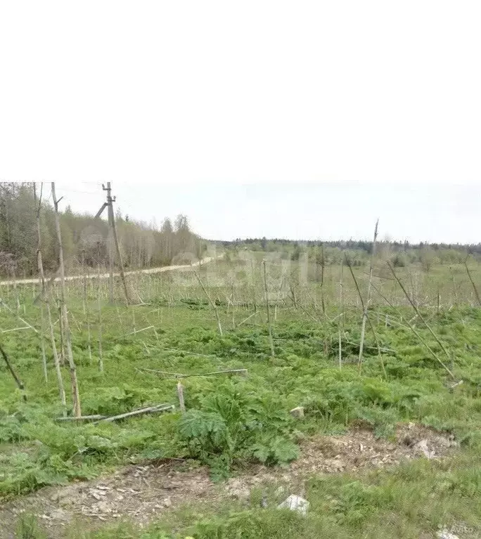 Участок 6 сот. (СНТ, ДНП) - Фото 1