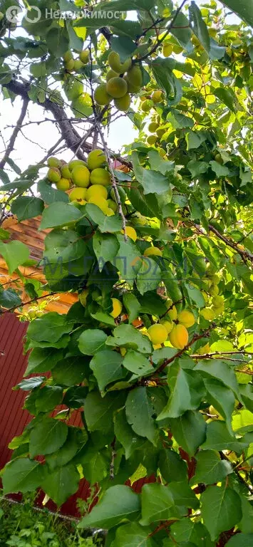Дом в Натальинское муниципальное образование, СНТ Романтик (49.6 м) - Фото 1