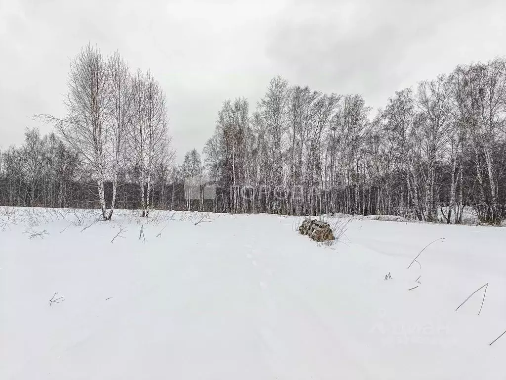 Участок в Новосибирская область, Новосибирский район, Раздольненский ... - Фото 1