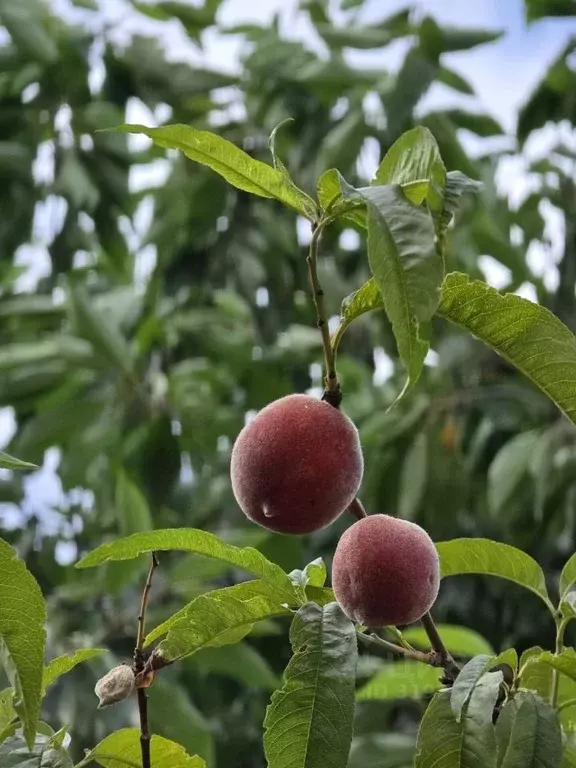 Дом в Крым, Ялта муниципальный округ, с. Оползневое ш. ... - Фото 1