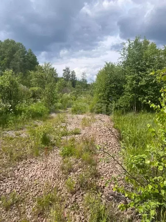 Участок в Ленинградская область, Выборгский район, Советское городское ... - Фото 1