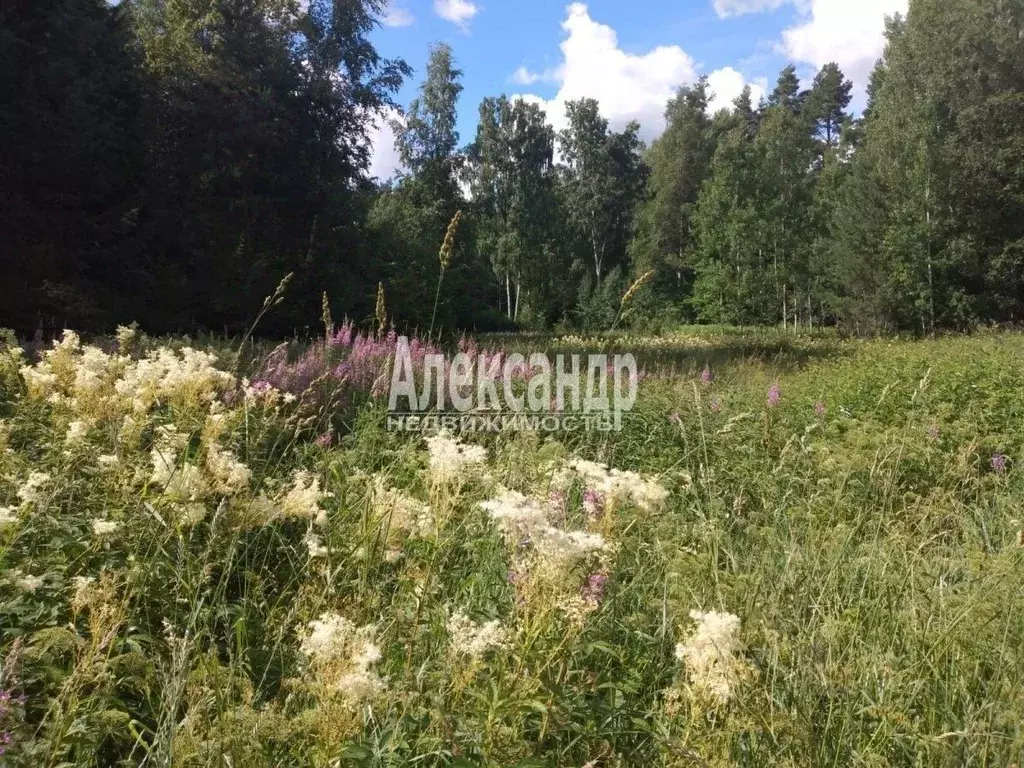 Участок в Ленинградская область, Приозерский район, Мельниковское ... - Фото 1