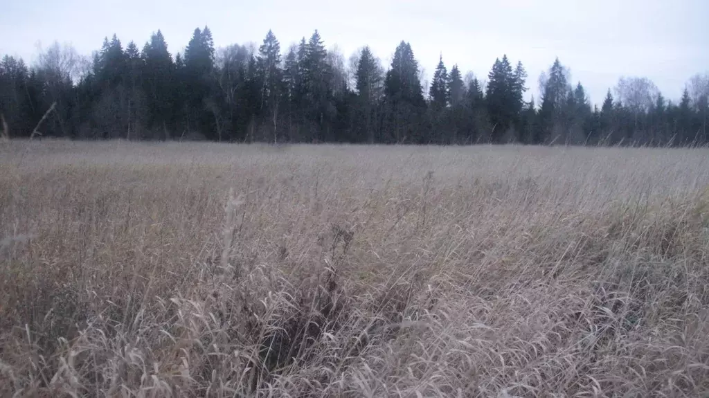 Участок в Московская область, Шаховская муниципальный округ, с. Белая ... - Фото 1