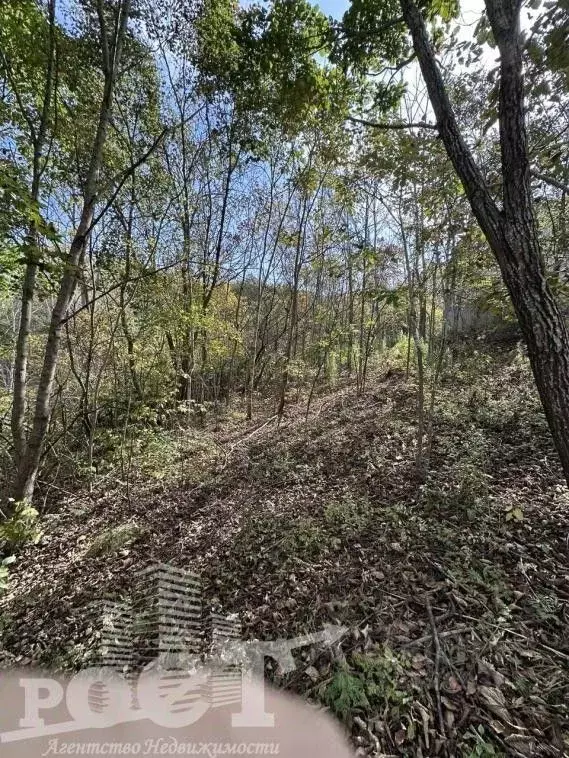 Участок в Приморский край, Артем Тополек СНТ, 67 (6.0 сот.) - Фото 2