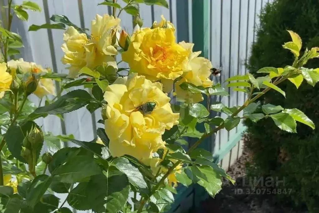 Дом в Ульяновская область, Ульяновский район, Тимирязевское с/пос, д. ... - Фото 2