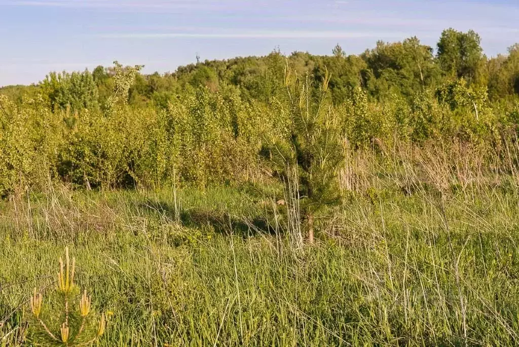 Участок в Московская область, Одинцовский городской округ, д. Раздоры, ... - Фото 0