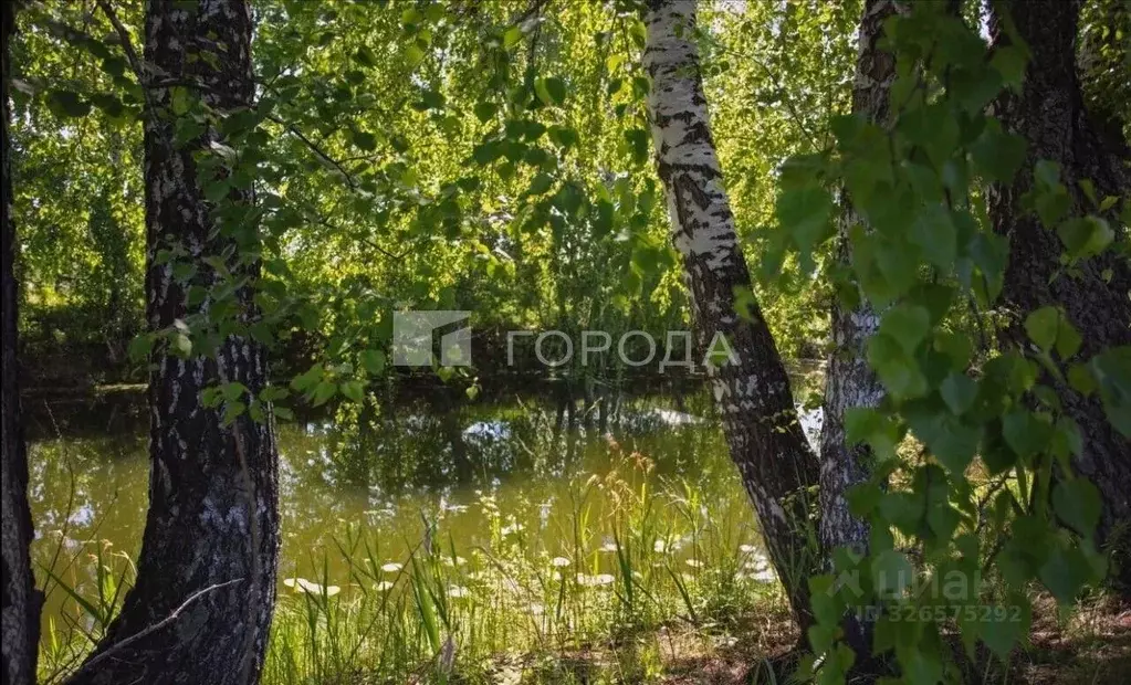 Участок в Новосибирская область, Новосибирский район, Кудряшовский ... - Фото 2