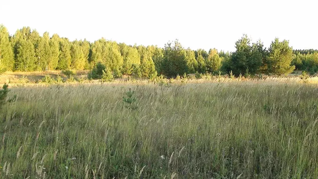 Участок в Пензенский район, Алферьевский сельсовет, село Алферьевка ... - Фото 0