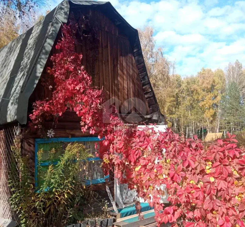 Дом в Новосибирская область, Мошковский район, Жилстроевец СНТ 99 (40 ... - Фото 1