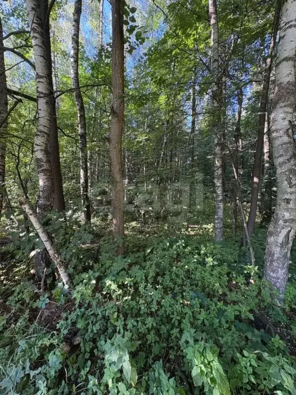 Участок в Московская область, Ленинский городской округ, д. Малое ... - Фото 2