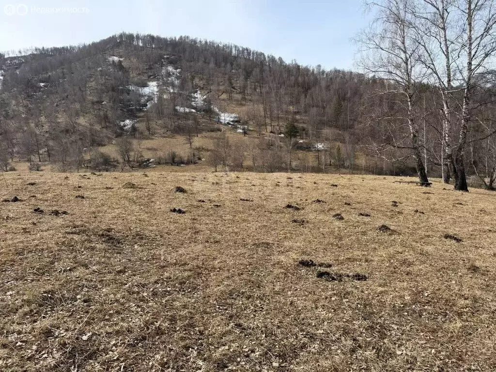 Участок в Чемальский район, село Чемал (250 м) - Фото 2