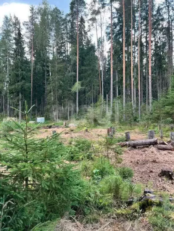 Участок в Сарженка, ДНП Лесной Хутор (12 м) - Фото 2