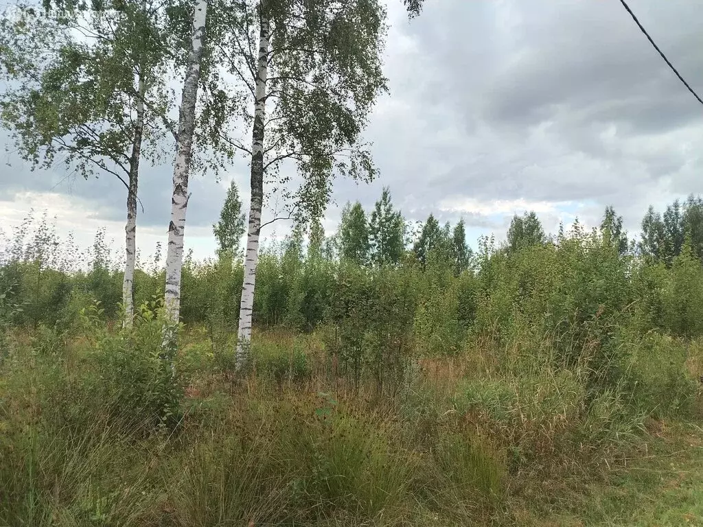 Участок в Ленинградская область, Тихвинское городское поселение, ... - Фото 2