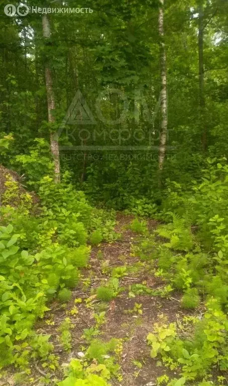 Участок в Плодовское сельское поселение, посёлок Кутузовское, ... - Фото 1