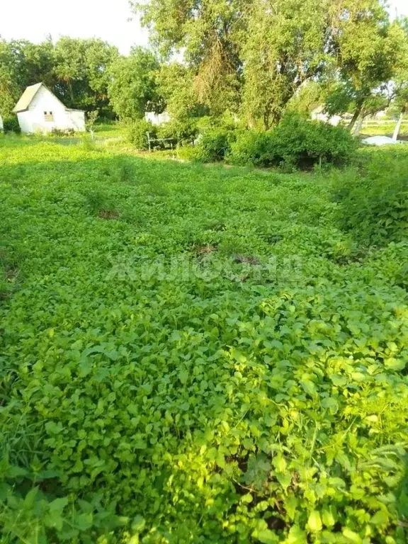 Участок в Брянская область, Брянский район, пос. Мичуринский, Надежда ... - Фото 1