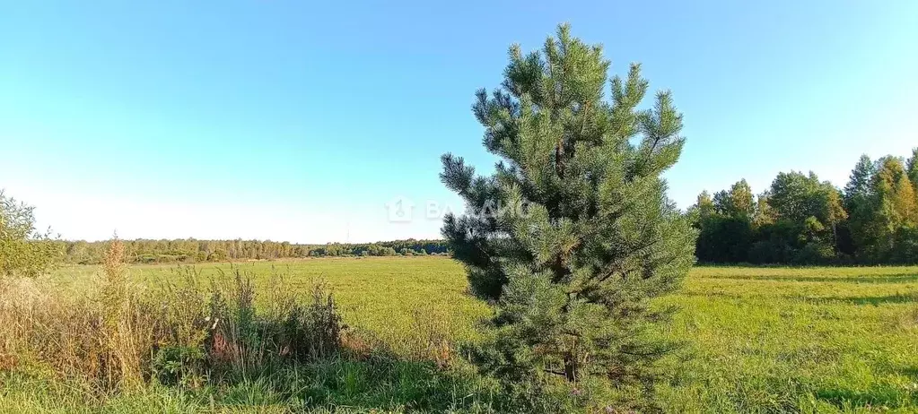 Участок в Владимирская область, Судогодский район, д. Суховка  (21.0 ... - Фото 2