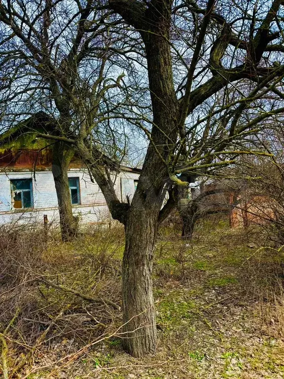 Участок 13 сот. (ИЖС) - Фото 1