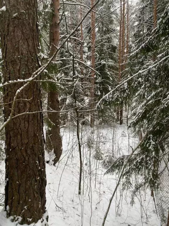 Участок в Ленинградская область, Всеволожский район, Токсовское ... - Фото 1