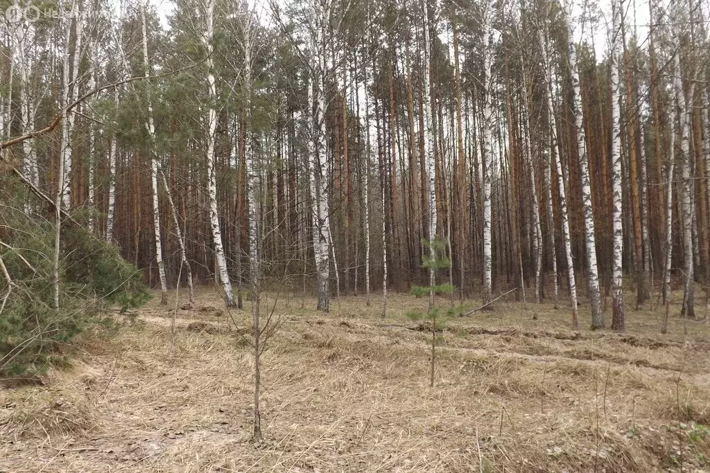 Участок в Нижегородская область, Бор (6.6 м) - Фото 0