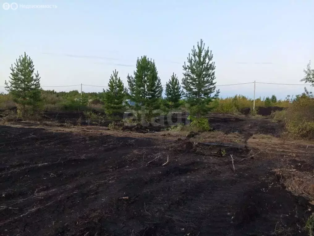 Участок в посёлок Солнечный, Кедровая улица (10.59 м) - Фото 2