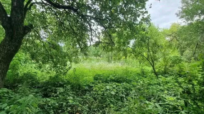 Участок в Брянская область, Брянск Строитель-3 садоводческое ... - Фото 2