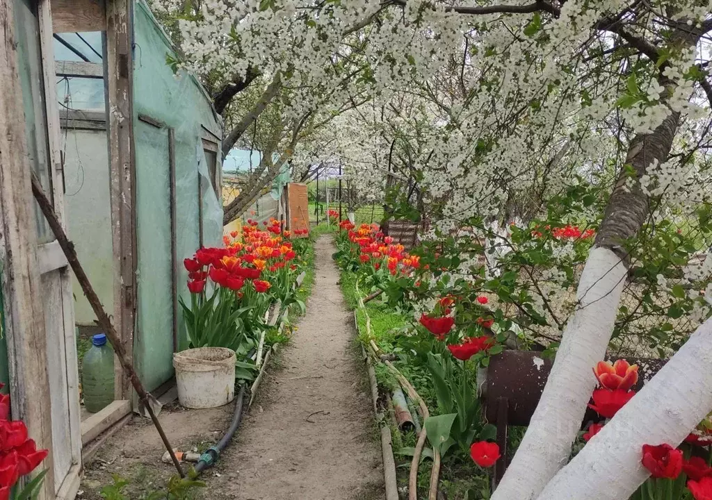 Погода платоно петровка