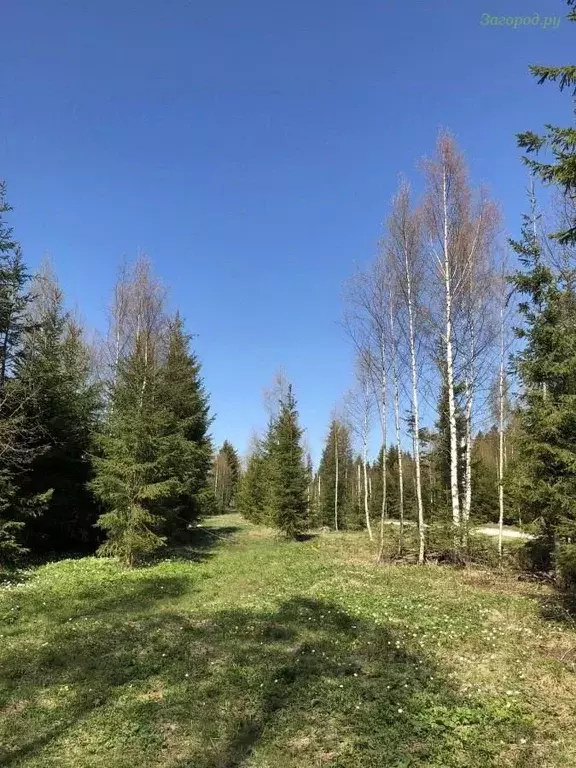 Участок в Московская область, Мытищи городской округ, д. Фелисово, ... - Фото 1