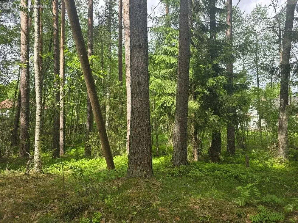 Участок в Выборгский район, Рощинское городское поселение, посёлок ... - Фото 2