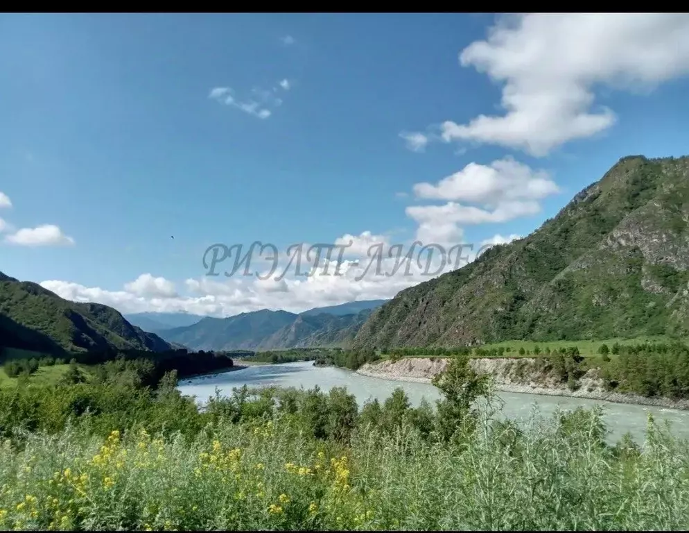 Участок в Алтай, Чемальский район, с. Куюс Центральная ул. (1240.0 ... - Фото 0