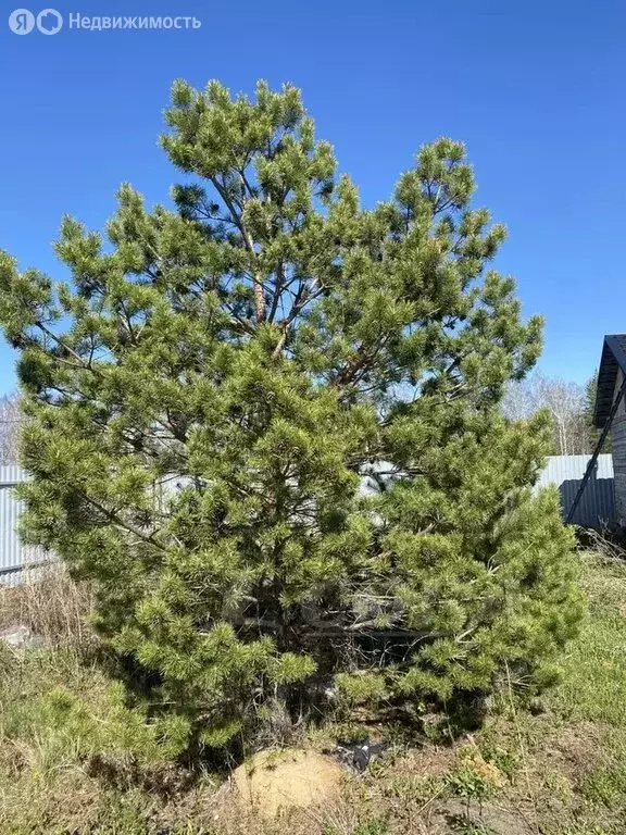 Дом в Тюменский муниципальный округ, село Каменка (36 м) - Фото 1