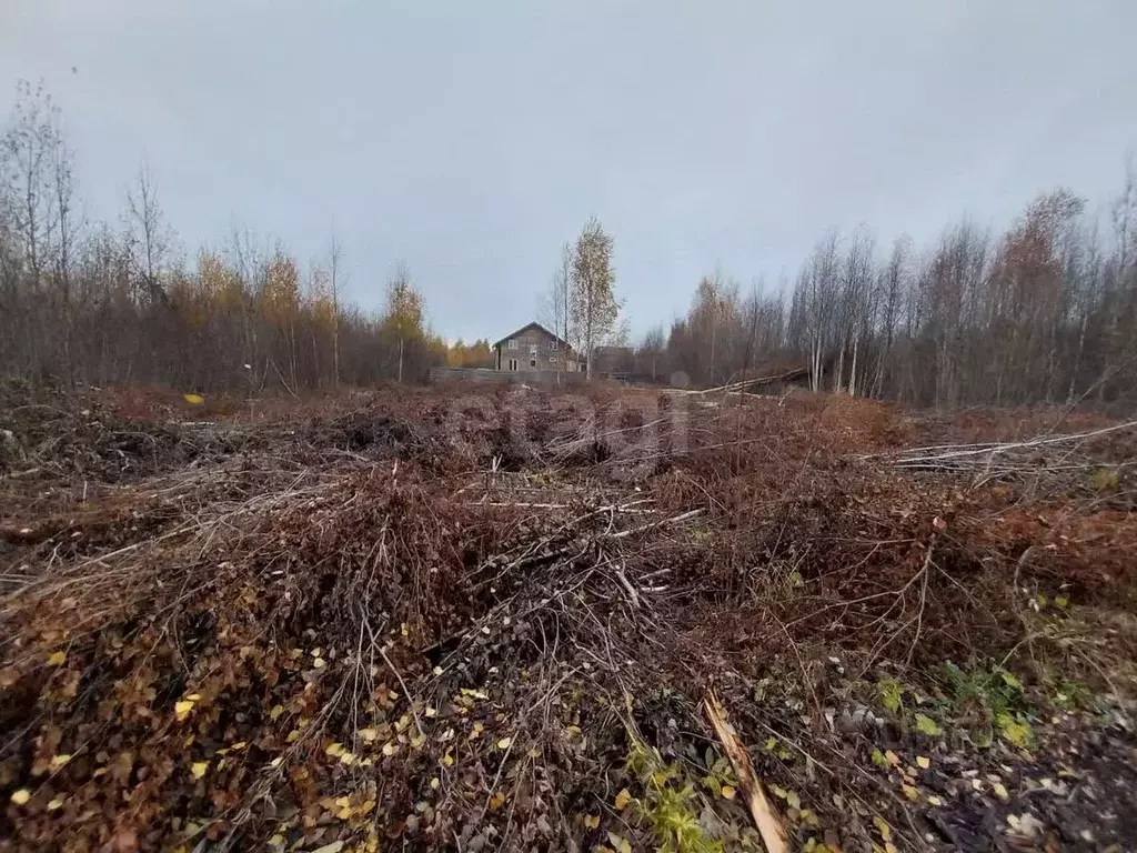 Участок в Архангельская область, Архангельск пос. Цигломень, ул. ... - Фото 1
