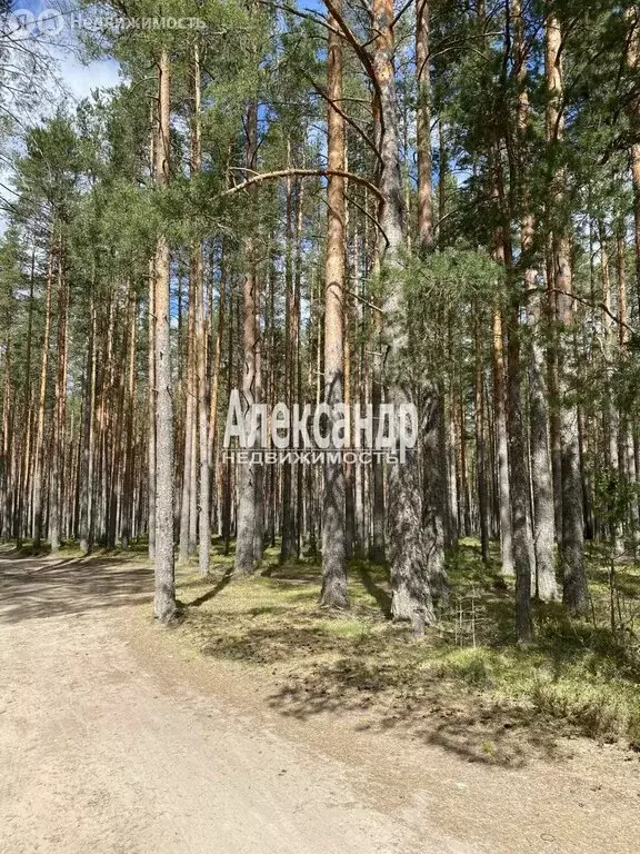Дом в Приозерск, Лесная улица (34.3 м) - Фото 1