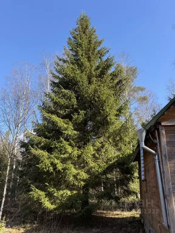 Участок в Ленинградская область, Выборгский район, Полянское с/пос, ... - Фото 0