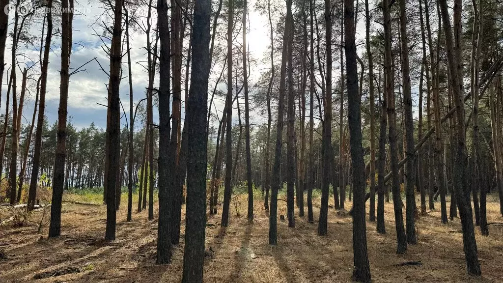 Участок в деревня Зорино, Хвойная улица (9 м) - Фото 2