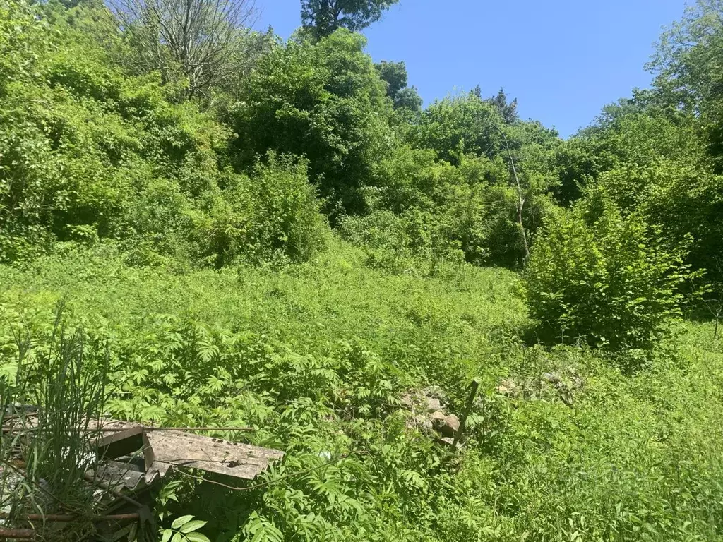 Участок в Краснодарский край, Сочи городской округ, с. Ордынка ул. ... - Фото 0