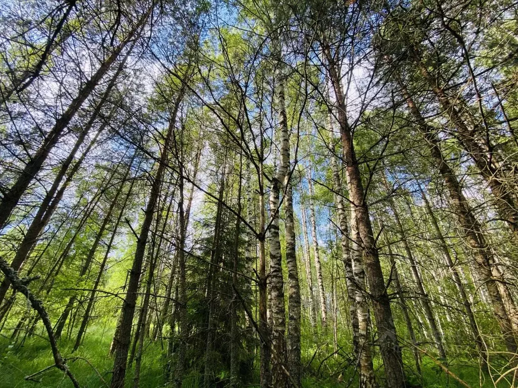 Участок в Ярославская область, Переславль-Залесский муниципальный ... - Фото 2