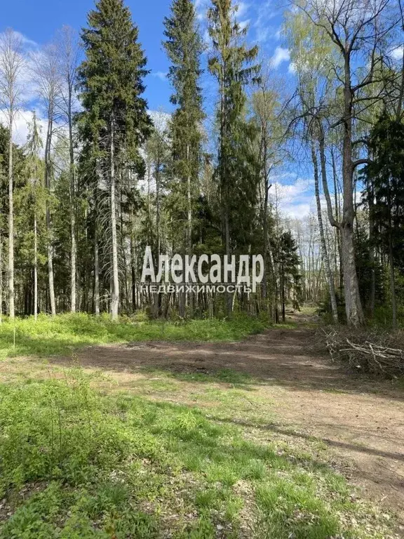 Участок в Ленинградская область, Выборгский район, Селезневское с/пос, ... - Фото 1