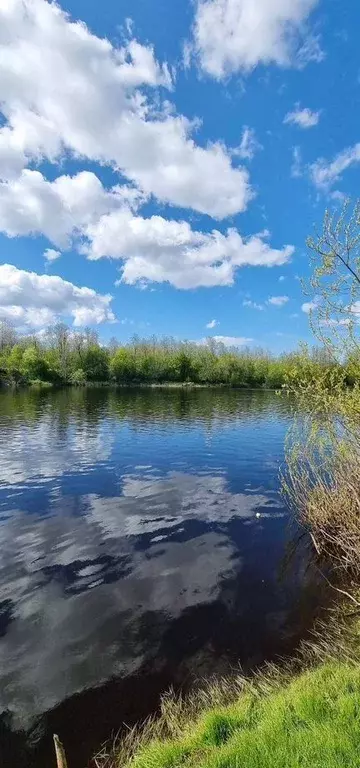 Участок в Ленинградская область, Кингисеппский район, Большелуцкое ... - Фото 1
