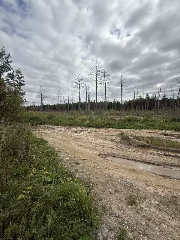 Участок в Московская область, Одинцовский городской округ, Черныши ... - Фото 0