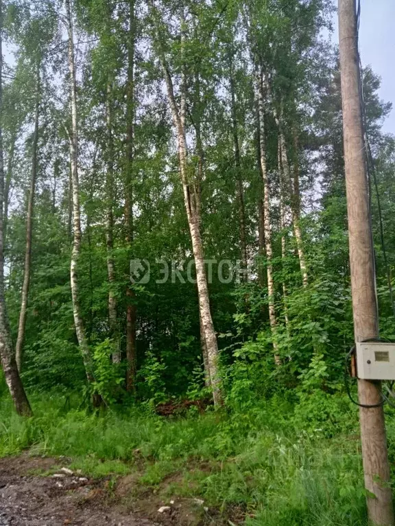 Участок в Ленинградская область, Приозерский район, Ромашкинское ... - Фото 0